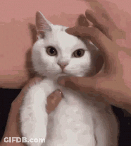 A Person Is Petting A White Cat 'S Head . GIF