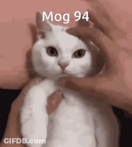 A Person Is Petting A White Cat With The Words Mog 94 Written On It GIF