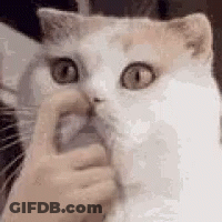 A Person Is Petting A White Cat With Their Finger In Its Nose . GIF