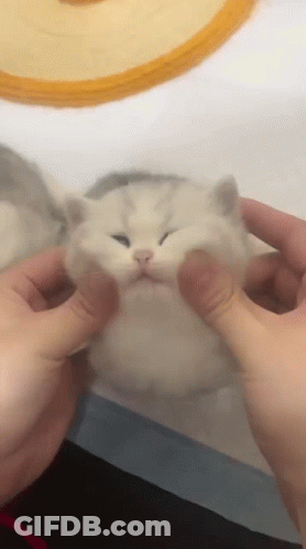 A Person Is Petting A White Cat With Their Hands GIF