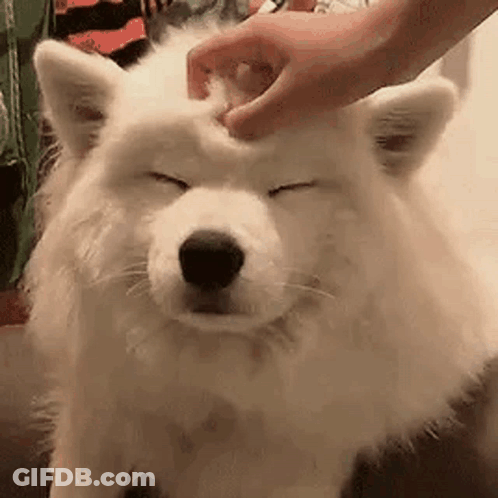 A Person Is Petting A White Dog 'S Head . GIF