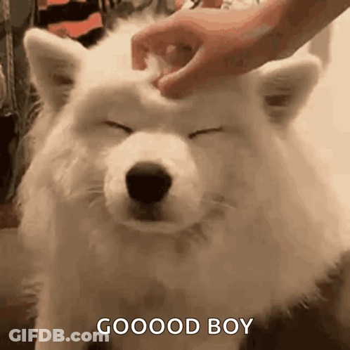 A Person Is Petting A White Dog 'S Head With Their Hand . GIF