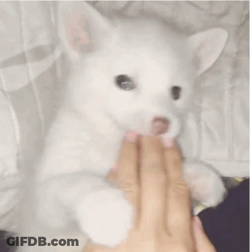 A Person Is Petting A White Dog With Their Fingers GIF