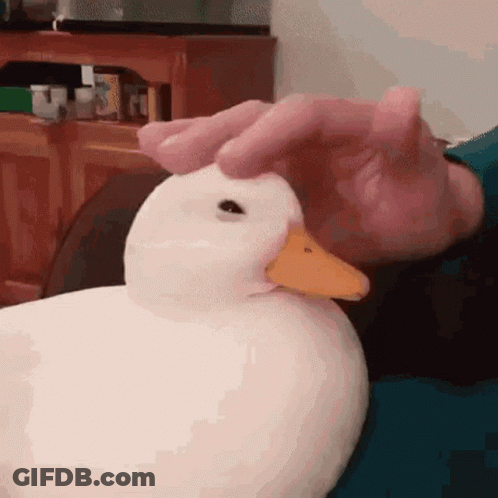 A Person Is Petting A White Duck With An Orange Beak GIF