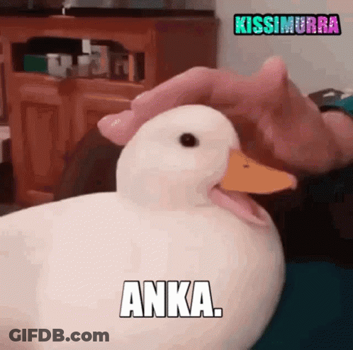 A Person Is Petting A White Duck With The Word Anka Written On It . GIF