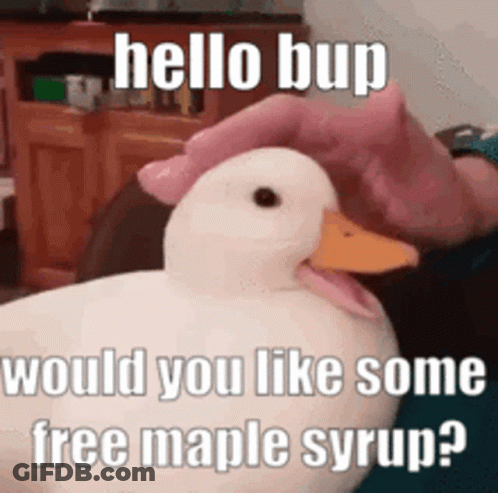 A Person Is Petting A White Duck With The Words `` Hello Bup Would You Like Some Free Maple Syrup? '' GIF