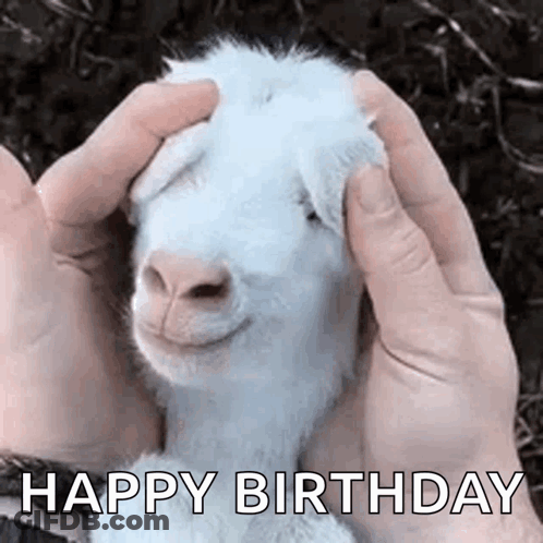 A Person Is Petting A White Goat With Their Hands And It Is Smiling . GIF