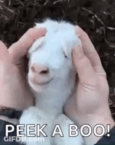 A Person Is Petting A White Goat With Their Hands And It Is Smiling . GIF