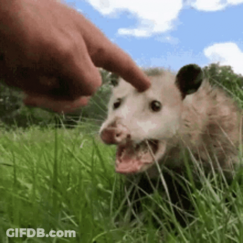 A Person Is Petting An Opossum In A Field Of Grass . GIF