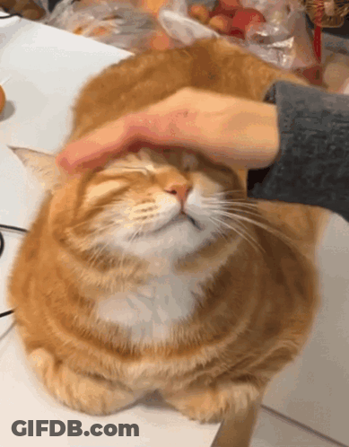 A Person Is Petting An Orange Cat 'S Head With Their Hand GIF