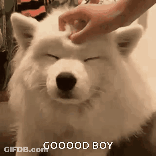 A Person Is Petting The Head Of A White Dog . GIF