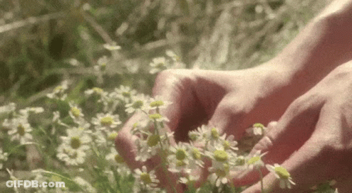 A Person Is Picking Daisies In A Field Of Grass . GIF