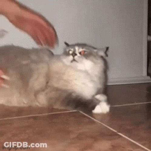 A Person Is Playing With A Cat On The Floor . GIF
