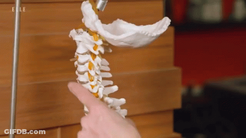 A Person Is Pointing At A Model Of A Human Neck With The Word Elle On The Bottom GIF