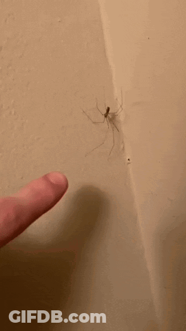 A Person Is Pointing To A Spider On A Wall . GIF