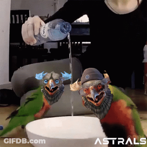A Person Is Pouring Water Into A Bowl With Two Birds In It And The Word Astrals On The Bottom GIF