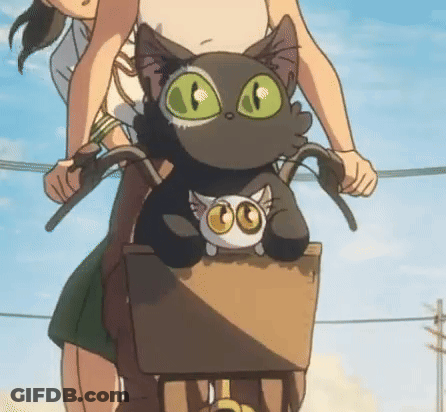 A Person Is Riding A Bike With A Black Cat In The Basket . GIF