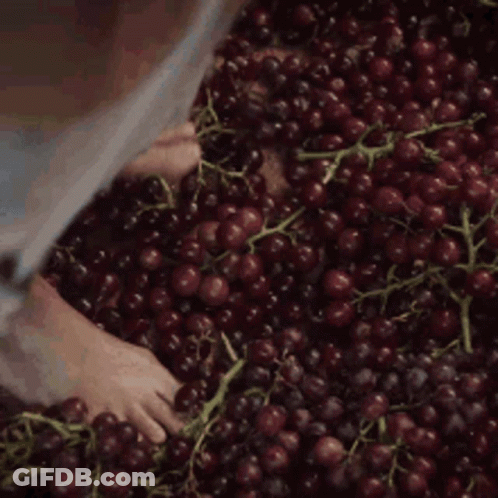 A Person Is Standing In A Pile Of Grapes With Their Feet . GIF