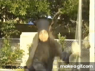 A Person Is Standing In Front Of A Tree In A Yard . GIF
