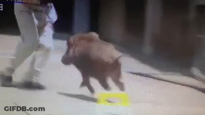 A Person Is Standing Next To A Pig That Is Running On A Concrete Surface . GIF