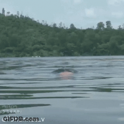 A Person Is Swimming In A Lake Surrounded By Trees . GIF