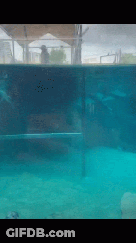 A Person Is Swimming In A Pool With A Reflection Of A Man In The Water GIF