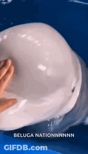 A Person Is Touching A Beluga Whale 'S Head In The Ocean . GIF