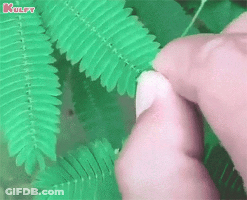 A Person Is Touching A Green Plant With Their Fingers GIF