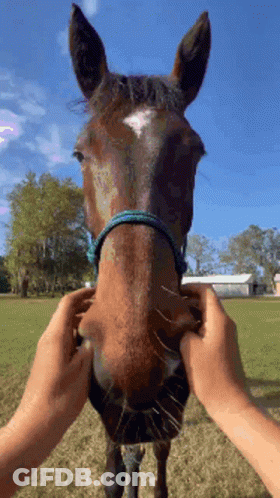 A Person Is Touching A Horse 'S Nose While It Looks At The Camera GIF