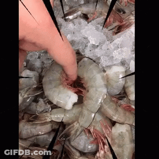 A Person Is Touching A Shrimp With Their Finger . GIF
