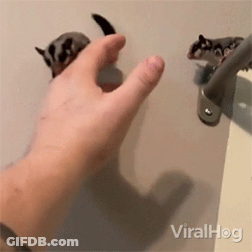 A Person Is Touching A Sugar Glider With Their Finger . GIF