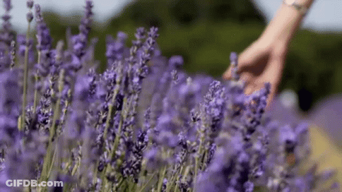 A Person Is Touching Purple Flowers In A Field . GIF