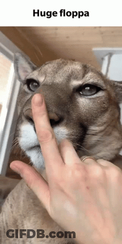 A Person Is Touching The Nose Of A Mountain Lion With Their Finger GIF