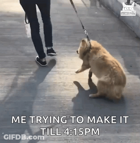 A Person Is Walking A Dog On A Leash And The Dog Is Sitting Down GIF