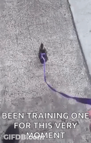 A Person Is Walking A Dog On A Leash With A Purple Ribbon . GIF