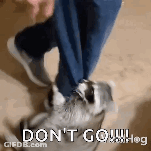 A Person Is Walking A Dog With The Words " Do N't Go " Written On The Bottom GIF