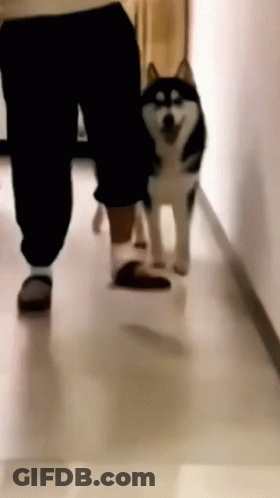 A Person Is Walking A Husky Dog Down A Hallway Next To A Cat . GIF