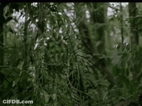 A Person Is Walking Through A Lush Green Forest . GIF