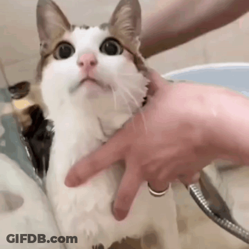 A Person Is Washing A Cat In A Bathtub With A Hose . GIF
