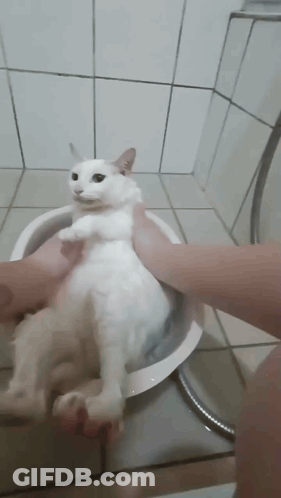 A Person Is Washing A White Cat In A Bath Tub . GIF