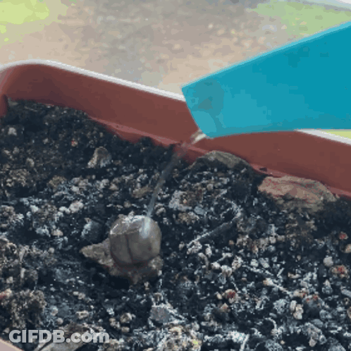 A Person Is Watering A Plant In A Container GIF