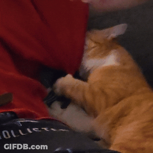 A Person Laying On A Couch With A Cat And A Hollister Shirt On GIF