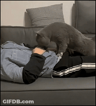 A Person Laying On A Couch With A Cat Licking Their Chest GIF