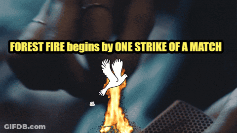 A Person Lighting A Match With The Words Forest Fire Begins By The Strike Of A Match GIF