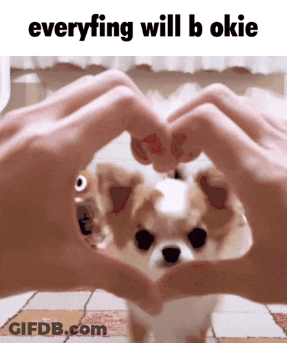 A Person Making A Heart Shape With Their Hands In Front Of A Chihuahua GIF
