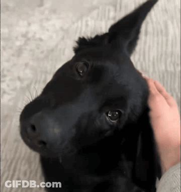 A Person Petting A Black Dog 'S Head With Their Hand GIF