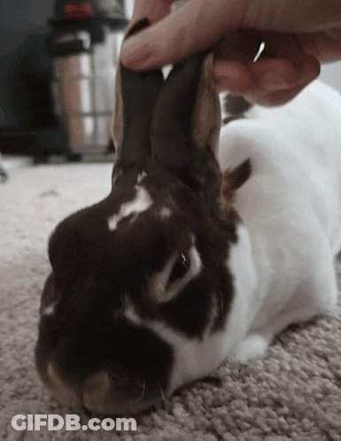A Person Petting A Brown And White Rabbit On A Carpet GIF