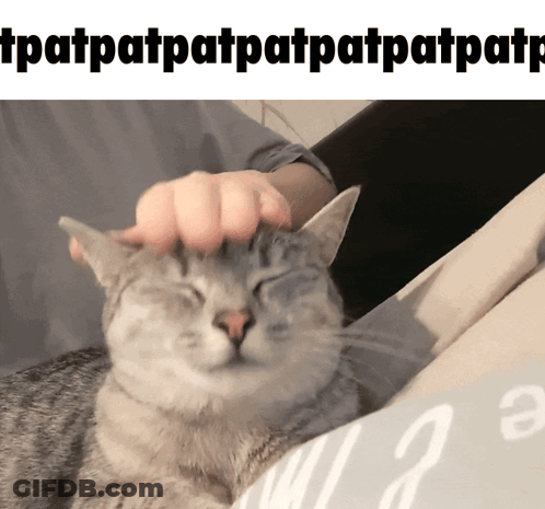 A Person Petting A Cat 'S Head With The Words Tpatpatpatpatpatpatpatpatp GIF
