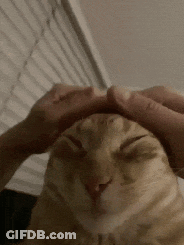A Person Petting A Cat 'S Head With Their Hand GIF