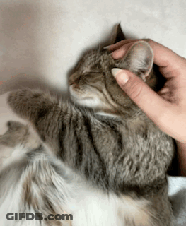 A Person Petting A Cat 'S Head With Their Hand GIF